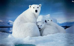 Polar Bears